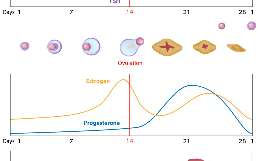 Progesteron Tekort (deel 1): Symptomen